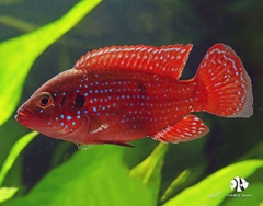 Cá Kim Cương Đỏ - Red Diamond Cichlid