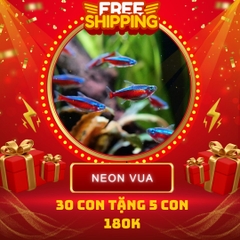 Combo Số 1 - Cá Neon Vua