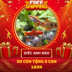 Combo Số 6 - Cá Diếc Anh Đào