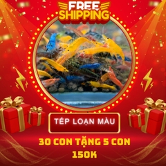 Combo Số 10 - Tép Mix Màu