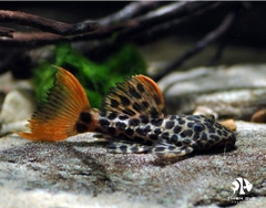Leopard Cactus Pleco 