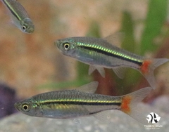 Cá Lòng Tong Đuôi Đỏ - Rasbora-Red Tail