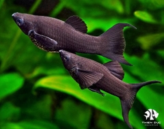 Cá Molly Đen - Black Molly
