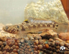 Bống Mertoni -  Mugilogobius Mertoni