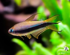 Cá Neon Hoàng Đế Đuôi Kiếm - Emperor Tetra