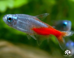 Cá Neon Xanh Kim Cương - Neon Tetra Diamond