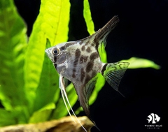 Ông Tiên Clown - Clown Angel Fish