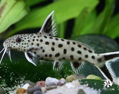 Petricola Synodontis