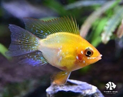 Cá Phượng Hoàng Vàng Cánh Én - German  Gold Ram Lyra