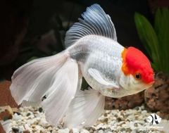 Cá Hạt Đĩnh Hồng - Red Cap Oranda