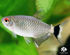 Cá Ngân Bình - Red Eye Tetra