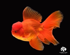 Cá Tàu Mix Màu - Red Oranda