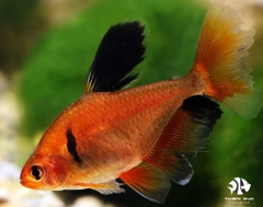 Cá Hồng Nhung Vây Dài - Serpae Longfin Tetra