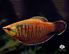 Cá Sặc Vailanti - Sphaerichtys Vailanti