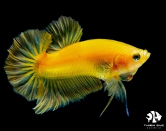 Cá Betta Super Yellow