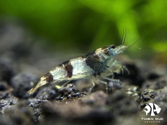 Tép Ong Đà Nẵng