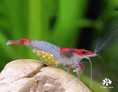 Tép Rilli Đỏ - Red Rili Shrimp
