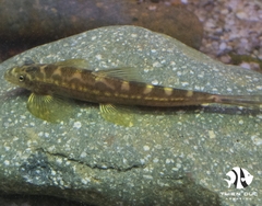 Cá Thằn Lằn Suối - Loach-Lizard