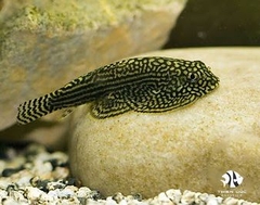 Cá Tỳ Bà Bướm  - Loach Ret.Hillstream