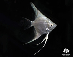 Cá Ông Tiên Trắng - Angels White Fish
