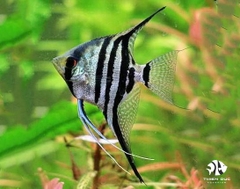 Zebra Angelfish