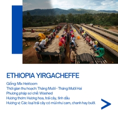 W- YIRGACHEFFE - RANG VỪA