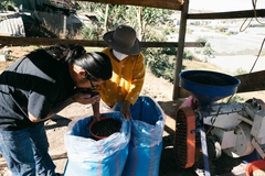 VIỆT NAM - LANGBIANG HONEY CATIMOR - RANG OMNI