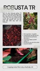 VIỆT NAM - ROBUSTA TR - RANG OMNI