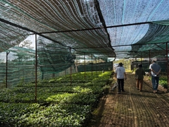 VIỆT NAM - NATURE'S GIFT CATIMOR - RANG NHẠT