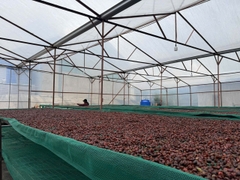 VIỆT NAM - NATURE'S GIFT CATIMOR - RANG NHẠT