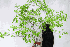 Cành Thạch Nam Nhật Bản là gì? Đặc điểm và cách chăm sóc