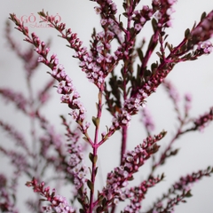 (Hoa Lẻ) Hoa Thanh Mai Hồng/Trắng Nhập Khẩu