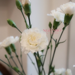 (Hoa Lẻ) Cẩm Chướng Chùm Nhật Bản