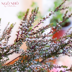 (Hoa Lẻ) Hoa Thanh Mai Hồng/Trắng Nhập Khẩu