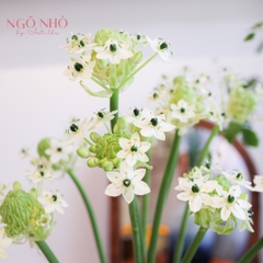 (Hoa Lẻ) Hoa Thiên Nga Mắt Ngọc