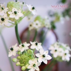 (Hoa Lẻ) Hoa Thiên Nga Mắt Ngọc