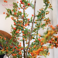 (Hoa Lẻ) Cành Hồng Gai Cam Nhập Khẩu