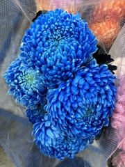 (Hoa lẻ) Hoa Cúc Mẫu Đơn Malaysia