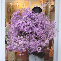 (Hoa Lẻ) Hoa Babi Tươi Nhập Khẩu