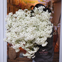 (Hoa Lẻ) Hoa Babi Tươi Nhập Khẩu