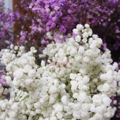 (Hoa Lẻ) Hoa Babi Tươi Nhập Khẩu