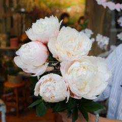 (Hoa Lẻ) Hoa Mẫu Đơn Trắng Taki No Yosooi Nhập Khẩu | Peony Nhật Bản
