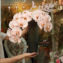 Lan hồ điệp nâu