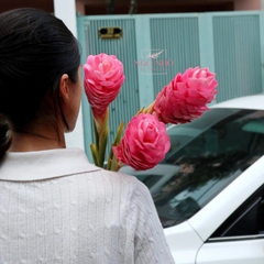 Gừng Nicole (Hà Lan)