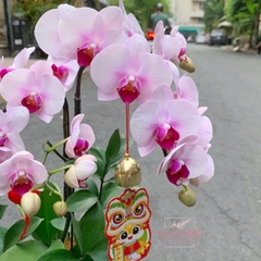 Chậu lan mini hồng mix trắng