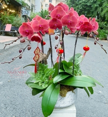 Lan hồ điệp hồng san hô mix chậu sứ nhập