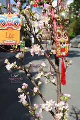Hoa Anh Đào Sakura (Nhật Bản)