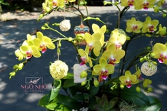 Chậu lan hồ điệp vàng