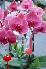 Lan hồ điệp hồng san hô mix chậu sứ nhập