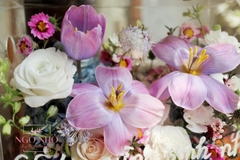 Hộp mica tulip tím nhuộm lilac